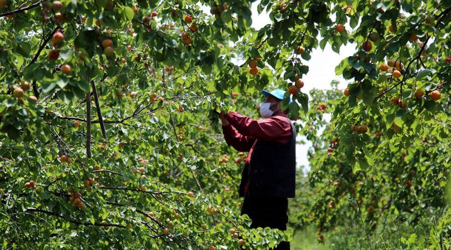 Amik Ovası'nda tarımsal üretim Kovid-19 tedbirleriyle aralıksız sürüyor
