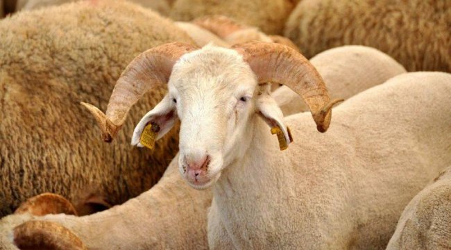 2020 Kurban Bayramı tarihi ne zaman, bayramda sokağa çıkma yasağı var mı?