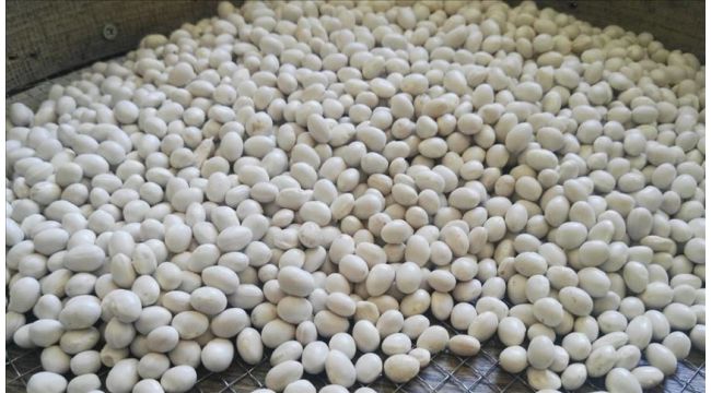 Çamoluk şeker kuru fasulyesinde rekolte beklentisi 100 ton