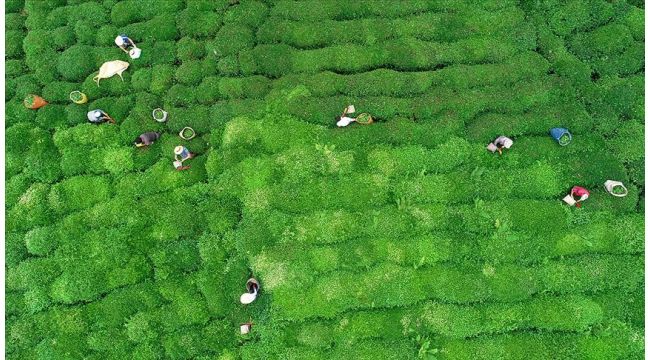 ÇAYKUR'da ikinci sürgün kotası belirlendi