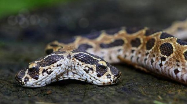 Hindistan'da ortaya çıkan çift başlı yılan görenleri şoke etti