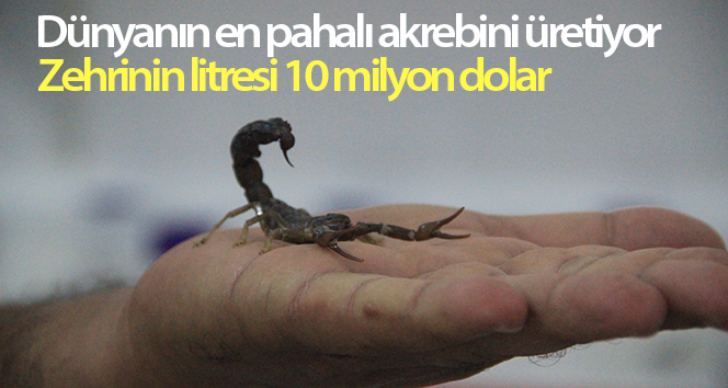Dünyanın en pahalı akrebini üretiyor