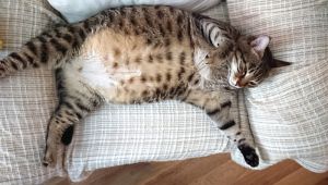 Sosyal medya şişko kedi furyasını körüklüyor