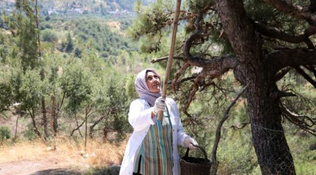 Yaşlı kadından duyarak marka kurdu! Şimdi ürettiği kozalak pekmezini tüm Türkiye'ye gönderiyor