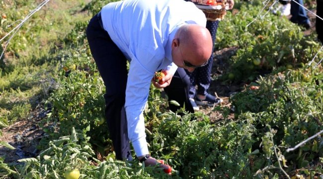 Ata tohumunun lezzetli mahsulleri hasat edildi
