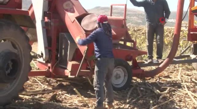 Çerezlik ayçiçeğinde hasat devam ediyor