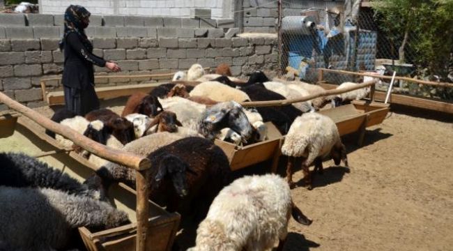 Devletten hibe aldığı 40 koyunu 120'ye çıkarttı