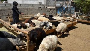 Devletten hibe aldığı 40 koyunu 120'ye çıkarttı