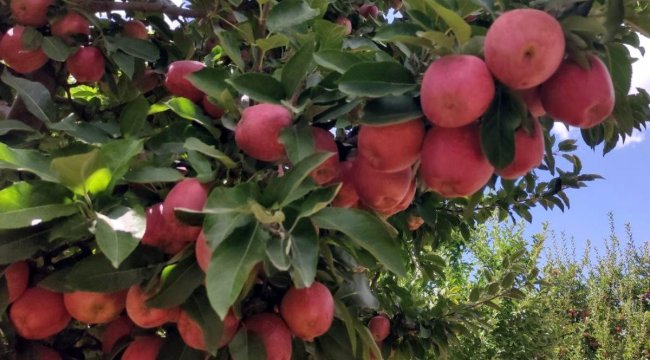 Doğanşehir elmasında hasat zamanı