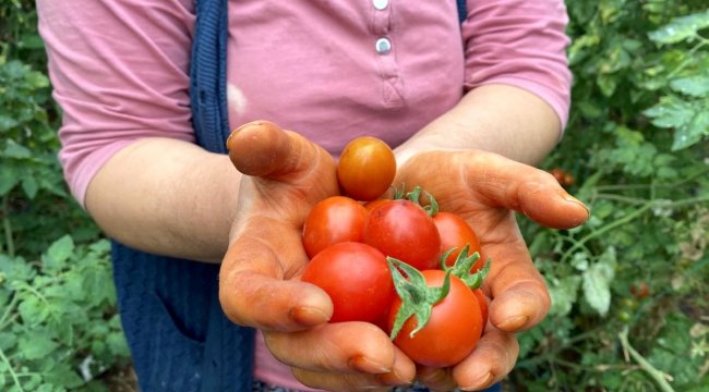 Domates fiyat endeksi geçen yılın Ağustos ayına göre yüzde 75.93 arttı