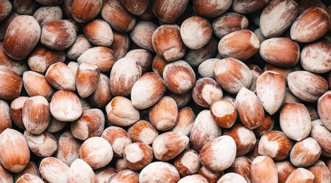 FİSKOBİRLİK serbest piyasanın üzerinde fındık alımlarını sürdürüyor