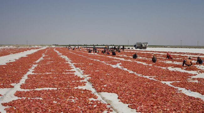 Konya'da üretiliyor... İtalya'ya ihraç ediliyor