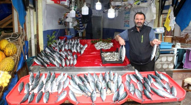 Tezgahları hamsi ve palamut süslüyor