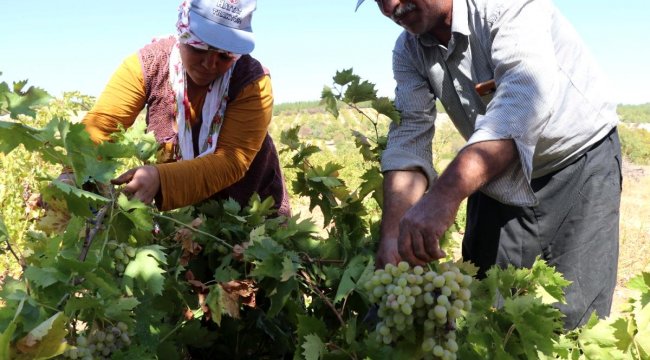 Üretici fiyat farkından rahatsız Üzüm tarlada 3,5, markette 10 TL