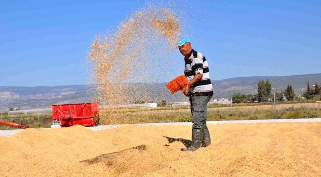 Çeltik tarlada 4, markette 25 lira