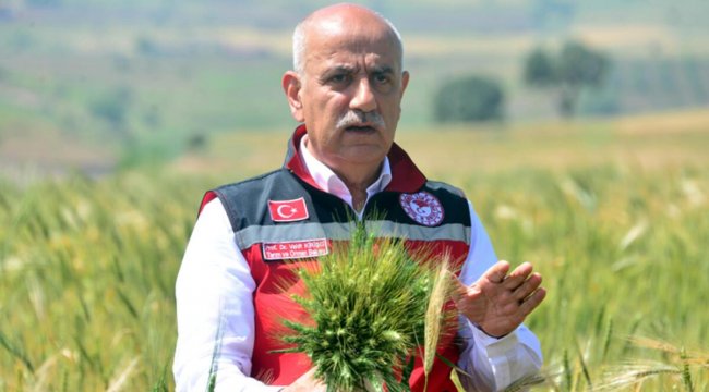 Bakan açıkladı! Buğdayda 21 bin ton rekolte bekleniyor