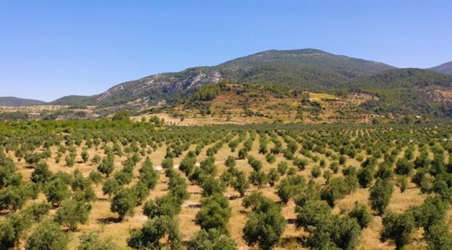 Muğla'da maden sahaları zeytin bahçesine dönüştü