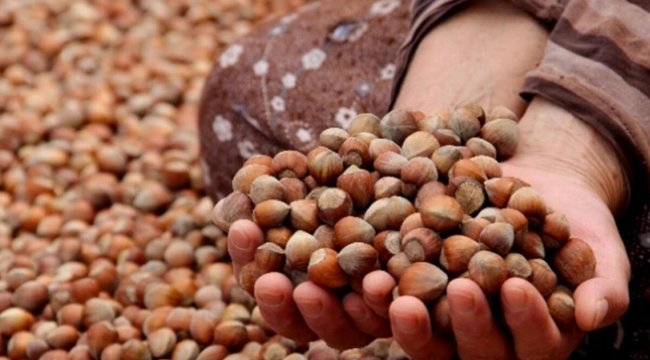 Ordu'da fındık toplama yevmiyesi belirlendi