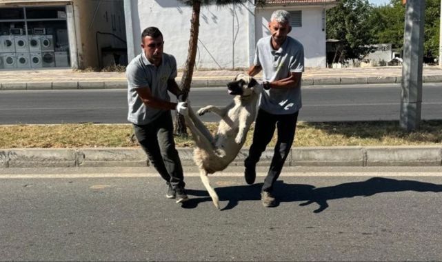 Düzenleme TBMM'den geçti, başıboş köpekleri ilk toplayan DEM Partili Silvan belediyesi oldu