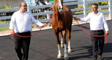 Milyonluk taylar, peynir ekmek gibi satıldı